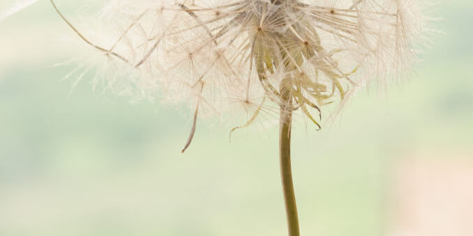 A dandelion clock: How to create heart-centred goals
