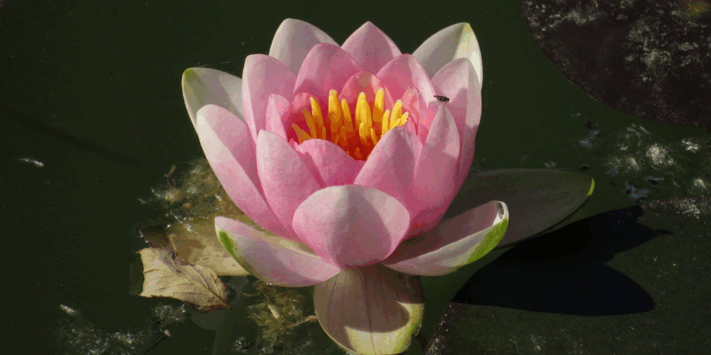 Easy Habits for Positive Change