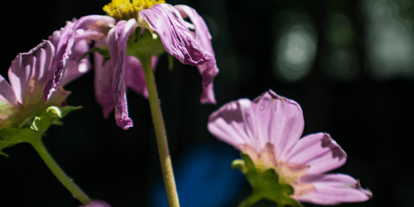 Pink daisies wilting to represent when things begin to fall apart.