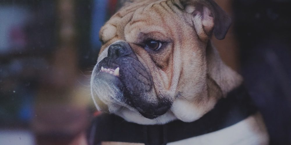 A bulldog - lessons for success without burnout from an unlikely role model